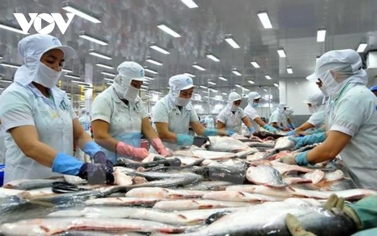Pangasius exports to EU record unstable growth